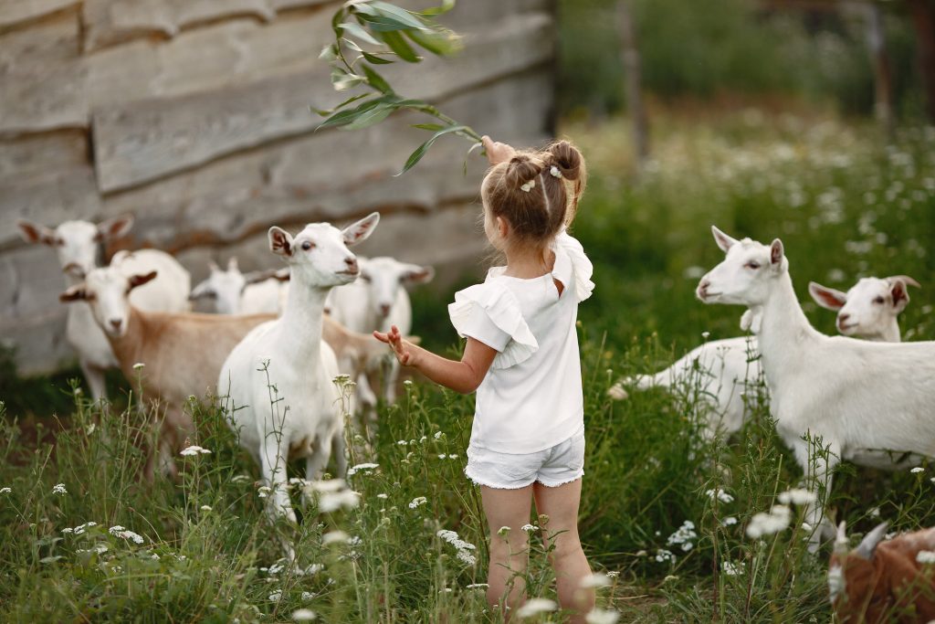 Kinderboerderij in meppel